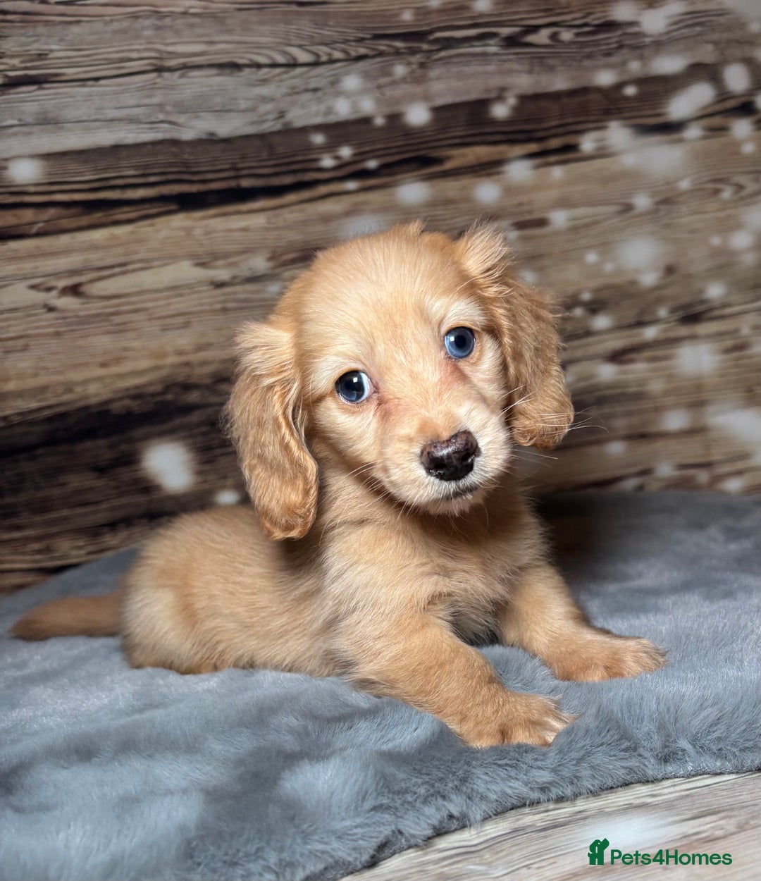 Miniature Dachshund dogs for sale: miniature long coat dachshunds - Advert 19