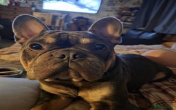 French Bulldog dogs for sale: Male French bulldog for sale  - Image 5