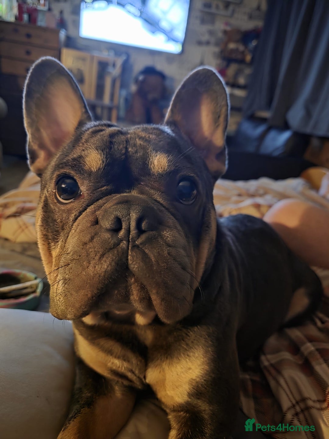French Bulldog dogs for sale: Male French bulldog for sale  - Image 5