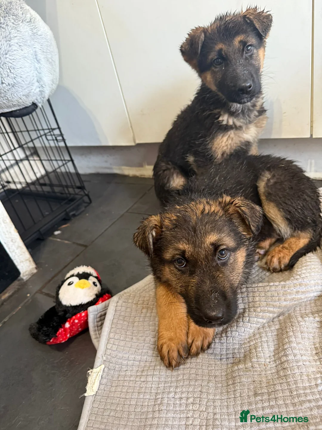 German Shepherd dogs for sale: German shepherd puppies - Advert 2