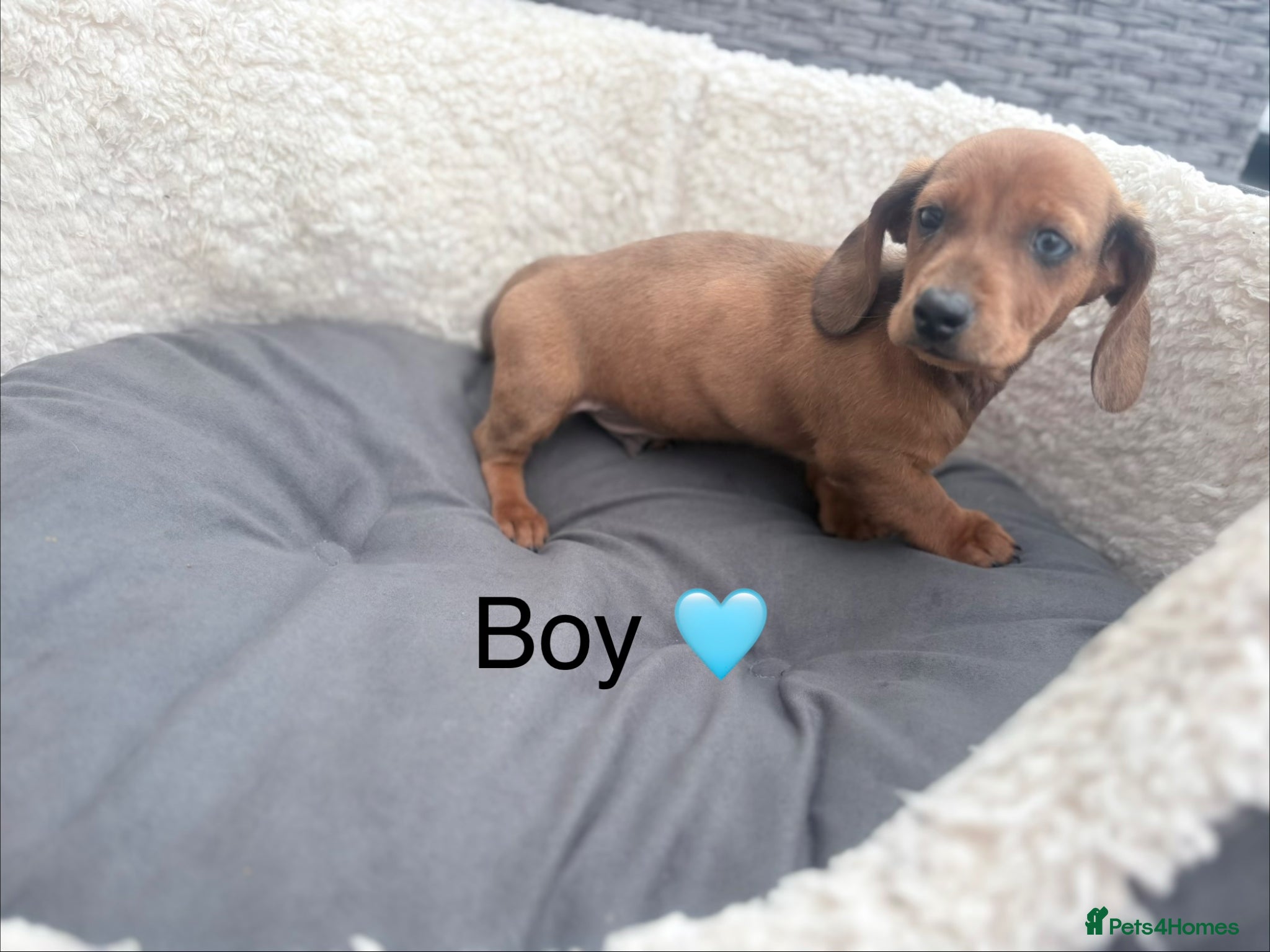 Miniature Dachshund dogs Beautiful dachshund babies  - Advert 2