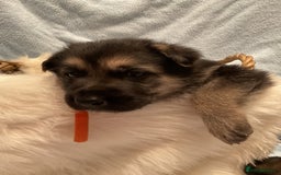 German Shepherd dogs for sale: German Shepard pups - Image 15