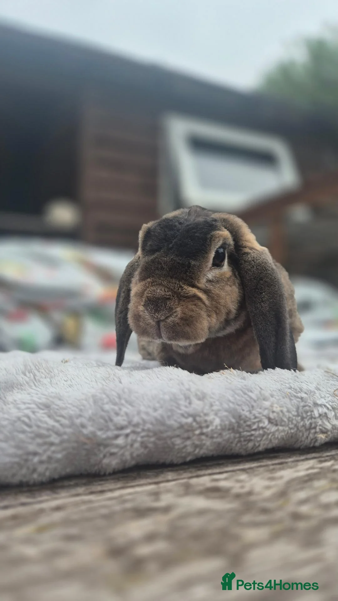 Mini Lop rabbits for sale: Louie Vitton Plush Lop Neutered - Advert 2