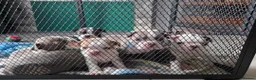 Boston Terrier dogs for sale: Stunning Colours & Gorgeous Little Personalities in Hartlepool - Advert 2