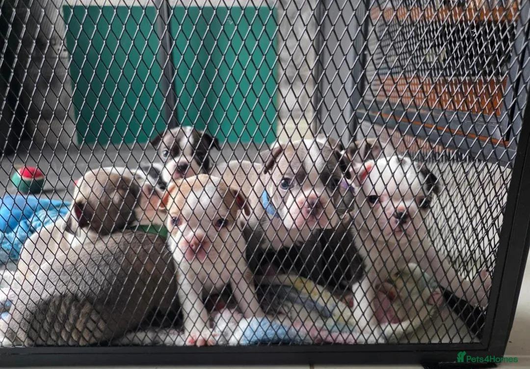 Boston Terrier dogs for sale: Stunning Colours & Gorgeous Little Personalities in Hartlepool - Advert 2