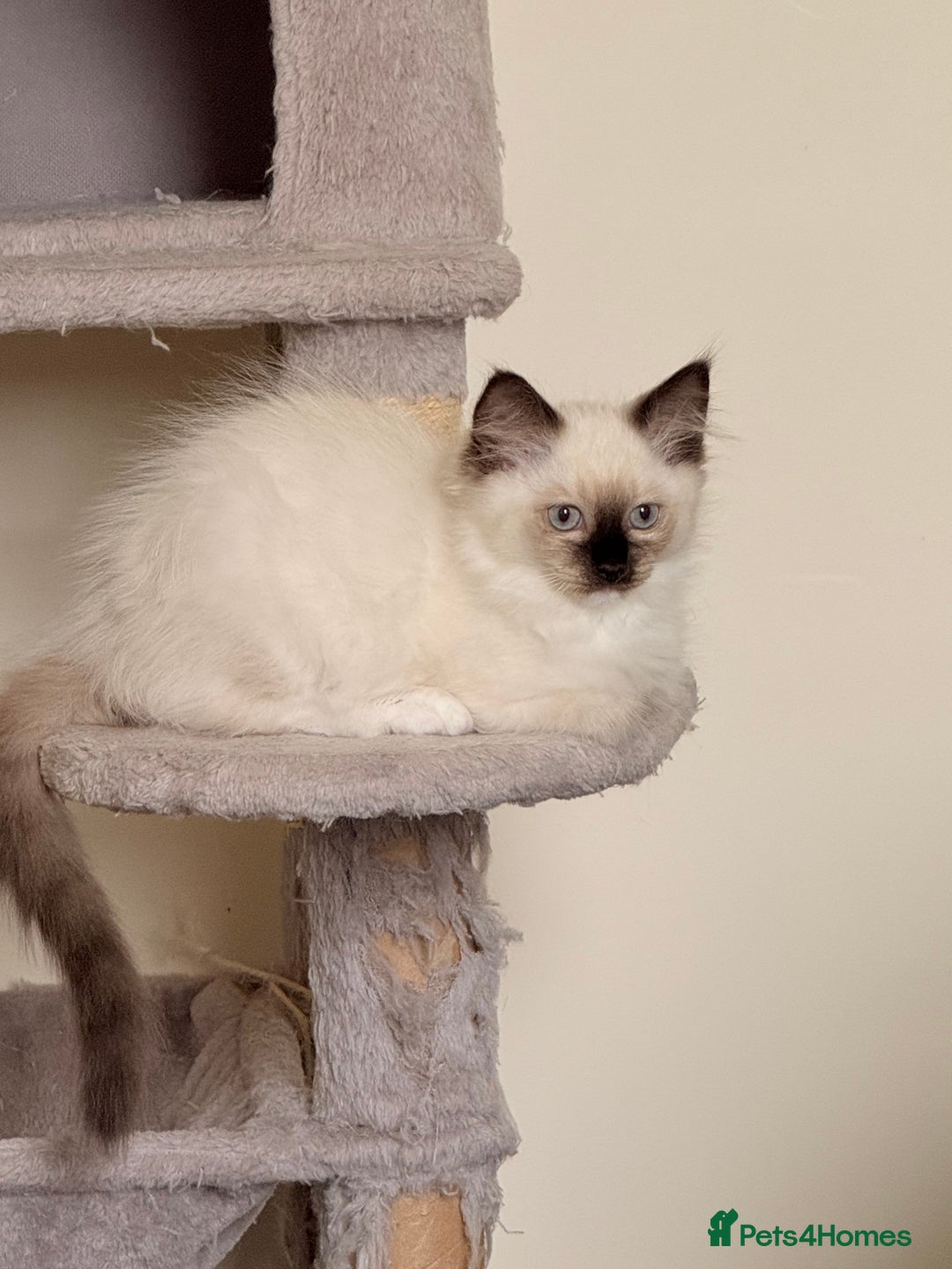 Ragdoll cats for sale: Glasgow Cats  - Image 6
