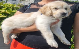 Golden Retriever dogs for sale: Stunning Golden Retriever puppies  - Image 15