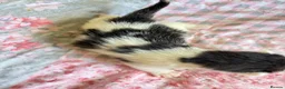 Mixed Breed cats for sale: 5 beautiful kittens  - Advert 7