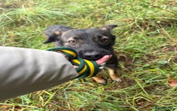 Mixed Breed dogs for adoption: Bubbles - Norwich Norfolk  - Advert 1