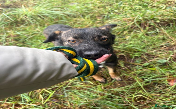 Mixed Breed dogs Bubbles - Norwich Norfolk  - Advert 1