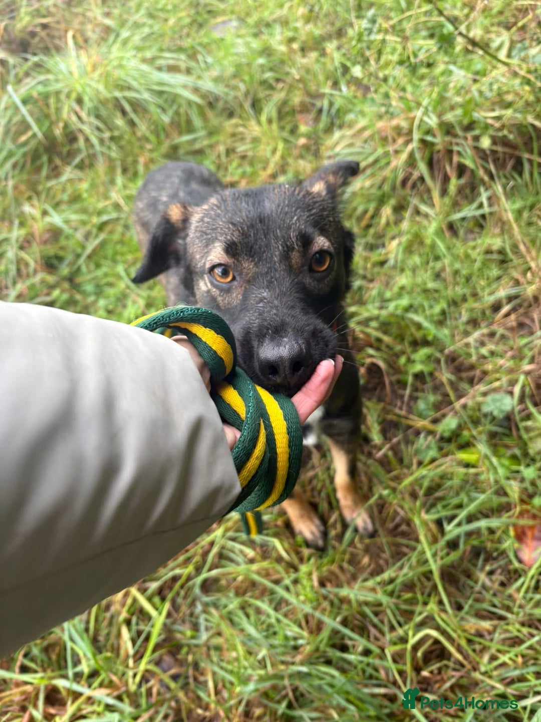 Mixed Breed dogs for adoption: Bubbles - Norwich Norfolk  - Advert 1
