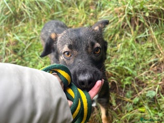 Mixed Breed dogs Bubbles - Norwich Norfolk - Advert 6