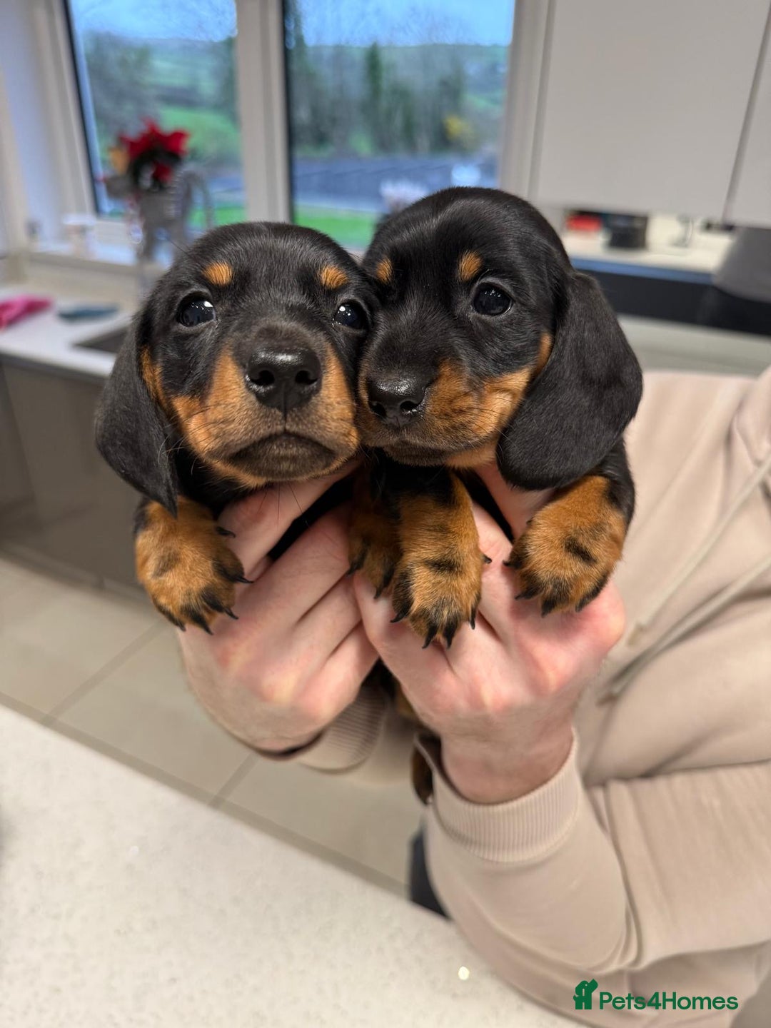 Miniature Dachshund dogs for sale: Miniature dachshund puppies - Advert 2