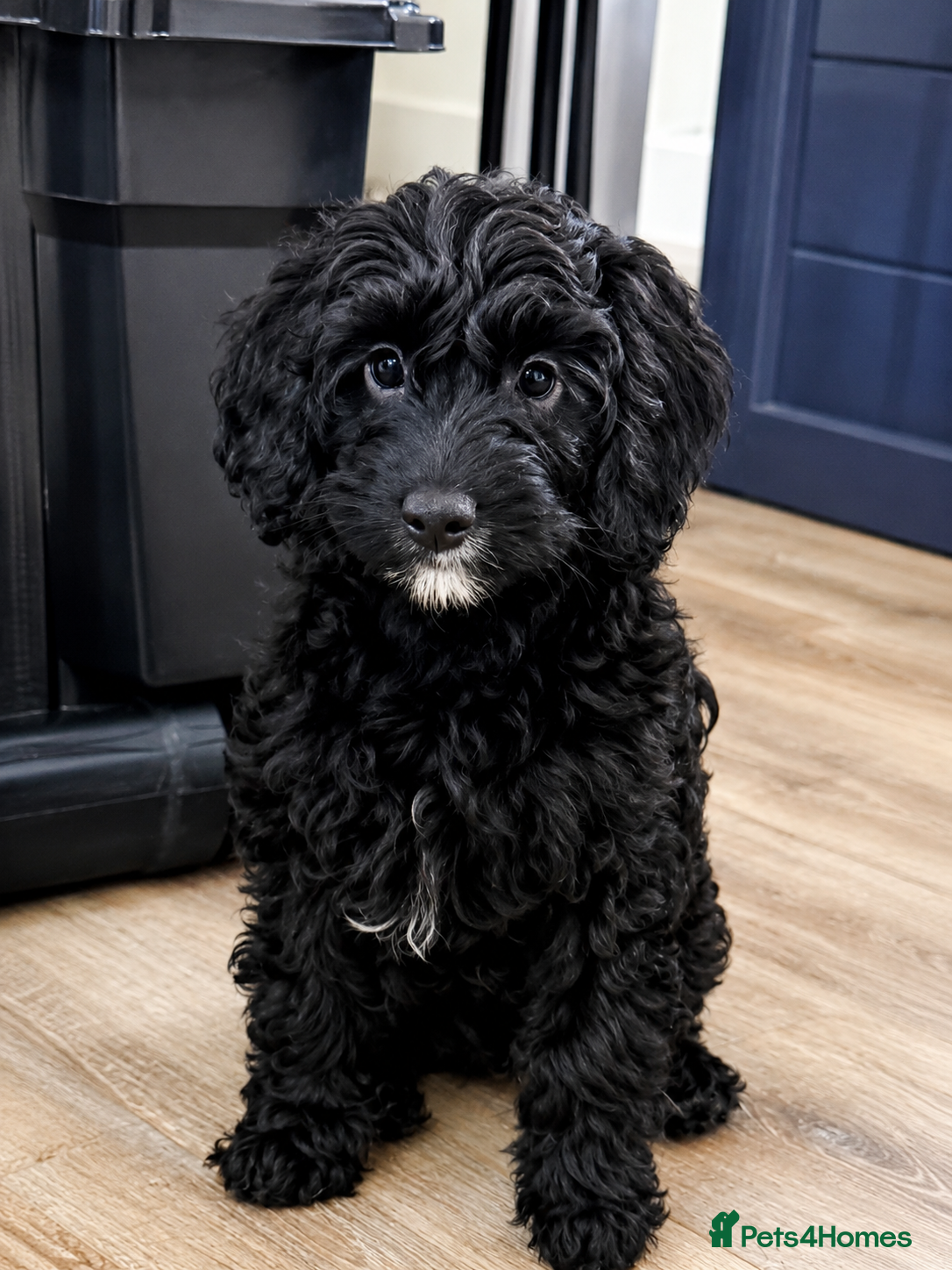 Cavapoo dogs Last 2 🎀 F1b Cavapoo’s 🎀  puppies both vaccines  - Advert 2