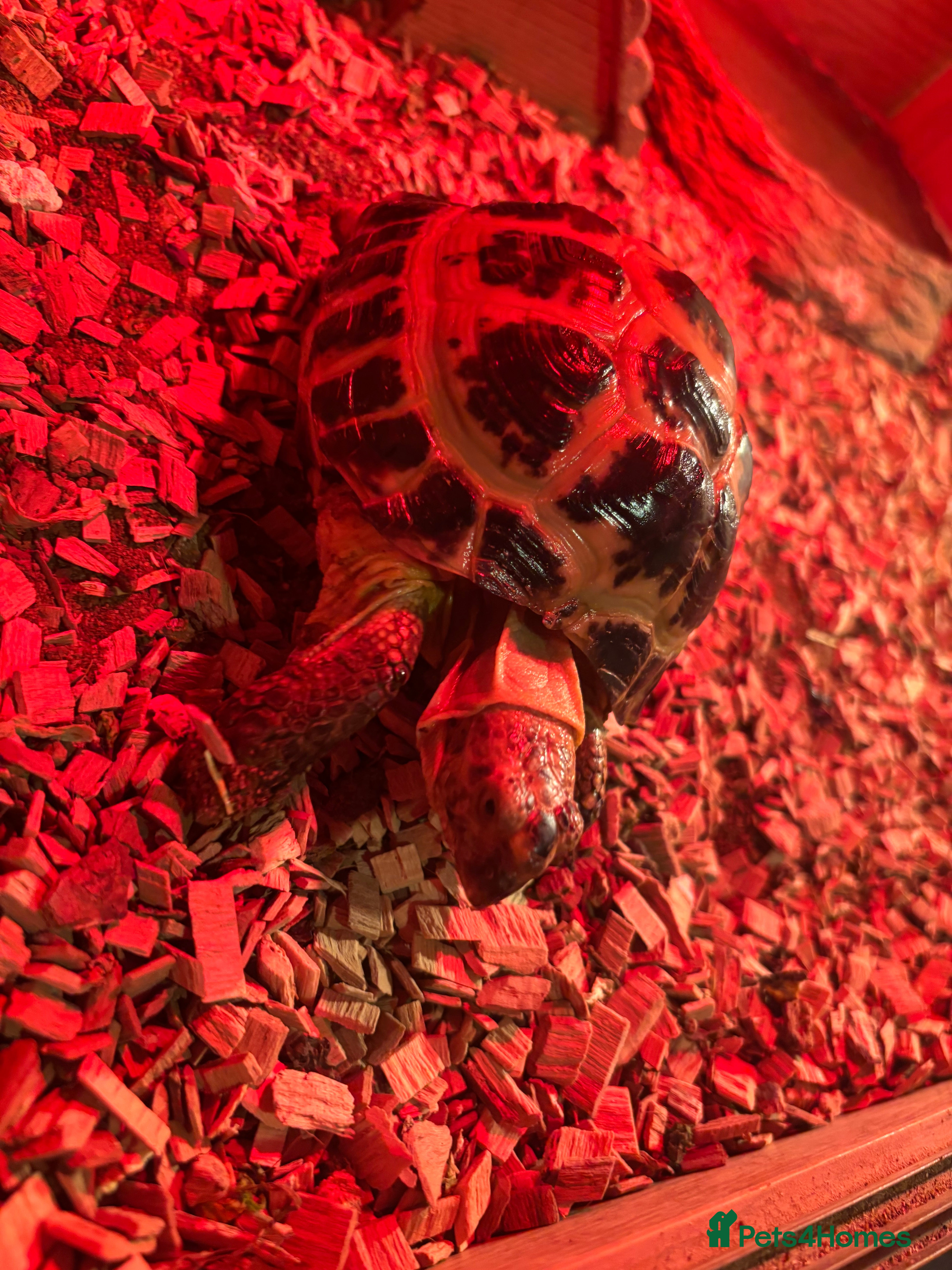 Tortoise reptiles Horse field tortoises   - Advert 1