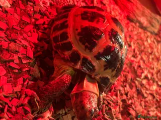 Tortoise reptiles Horse field tortoises - Advert 7