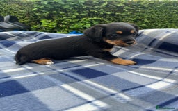 Mixed Breed dogs for sale: JACK RUSSELL/YORKIE PUPPIES - Image 2