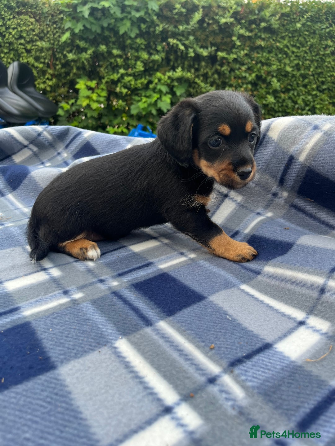 Mixed Breed dogs for sale: JACK RUSSELL/YORKIE PUPPIES - Image 2