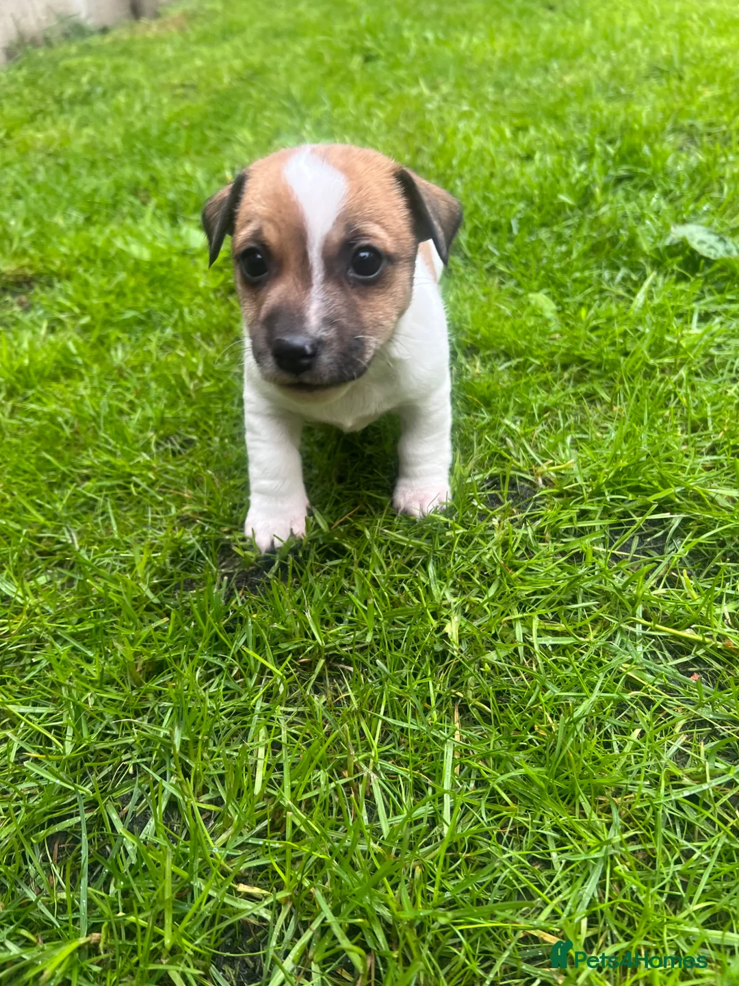 Jack Russell dogs for sale: Pure bread Jack Russell Terrier  - Advert 1
