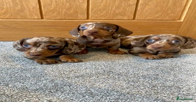 Miniature Dachshund dogs - Advert 16