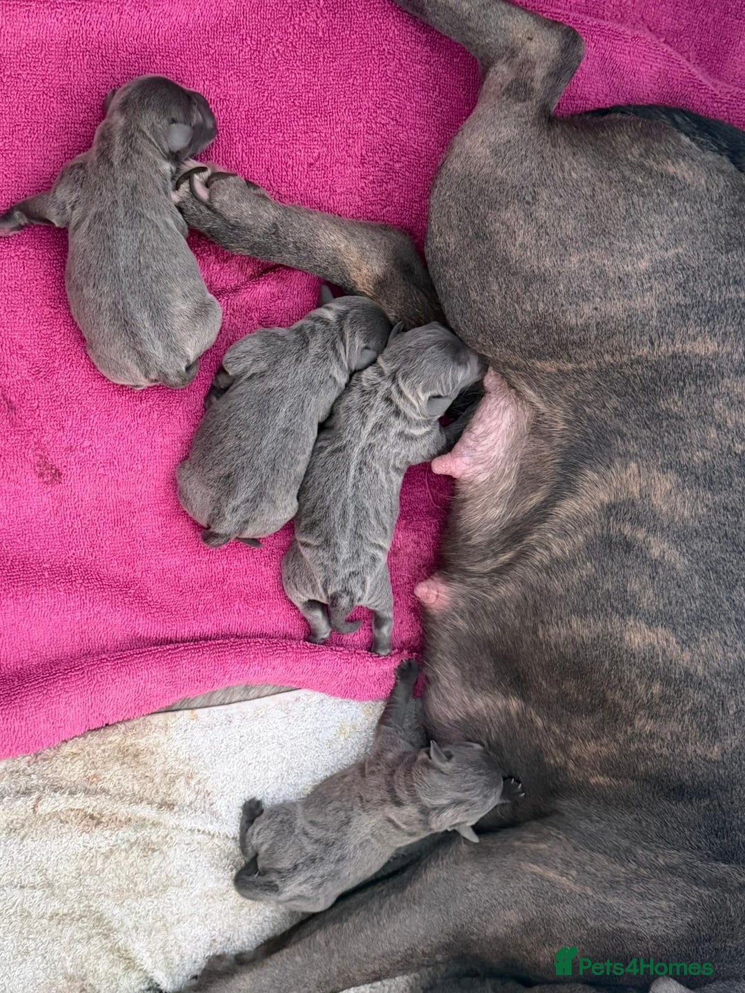 Staffordshire Bull Terrier dogs for sale: Amazing blue Staffordshire puppies - Advert 6