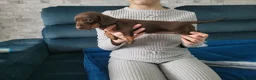 Miniature Dachshund dogs for sale: Mini dachshund short hair  stunning 4 puppies - Advert 24