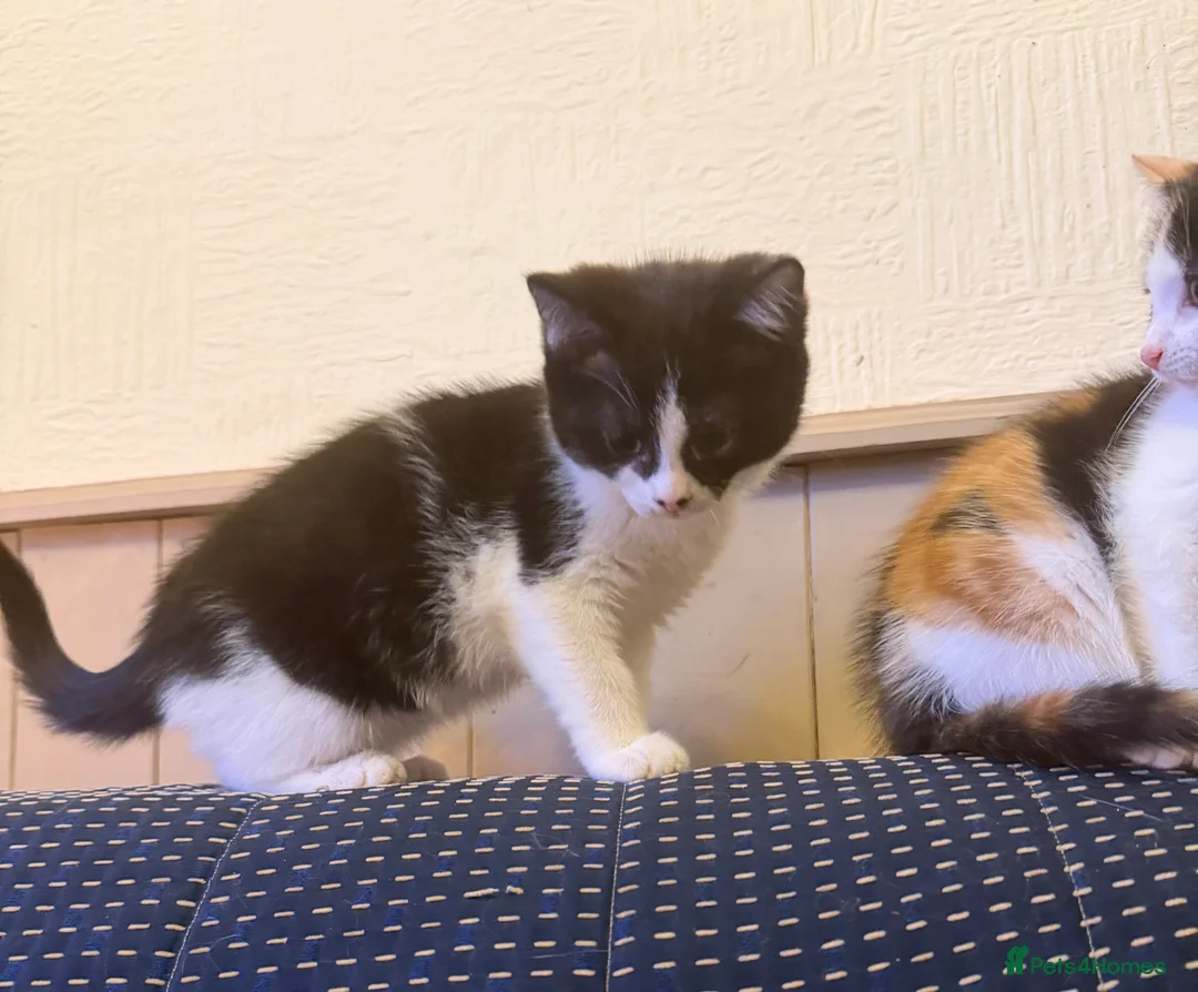 Mixed Breed cats for sale: Beautiful ragdoll x kittens  - Advert 2