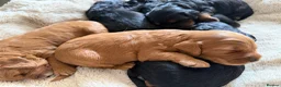 Cockapoo dogs for sale: Stunning,  Quality F1 Cockapoo’s Kc reg parents  - Advert 17