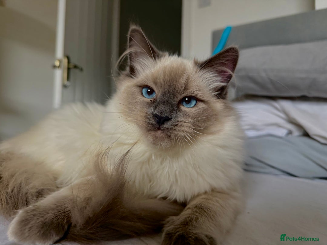 Ragdoll cats for sale: Beautiful female Ragdoll kitten  - Advert 1