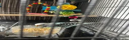 Budgerigars birds for sale: Budgie & Cage in Birmingham - Advert 4