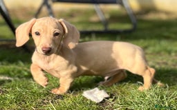 Dachshund dogs for sale: Miniature smooth haired cream dachshund puppy male - Image 2