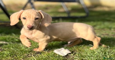 Dachshund dogs - Advert 5