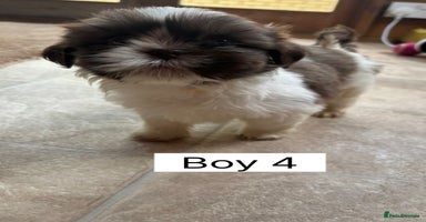 Shih Tzu dogs One shih tzu boy puppy’s left! - Advert 7