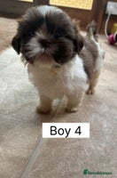 Shih Tzu dogs One shih tzu boy puppy’s left! - Advert 4