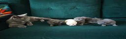 British Shorthair cats for sale: Fluffy kittens looking for loving homes!  - Advert 8