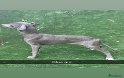 Whippet dogs for sale: Top quality whippet puppies - Image 6
