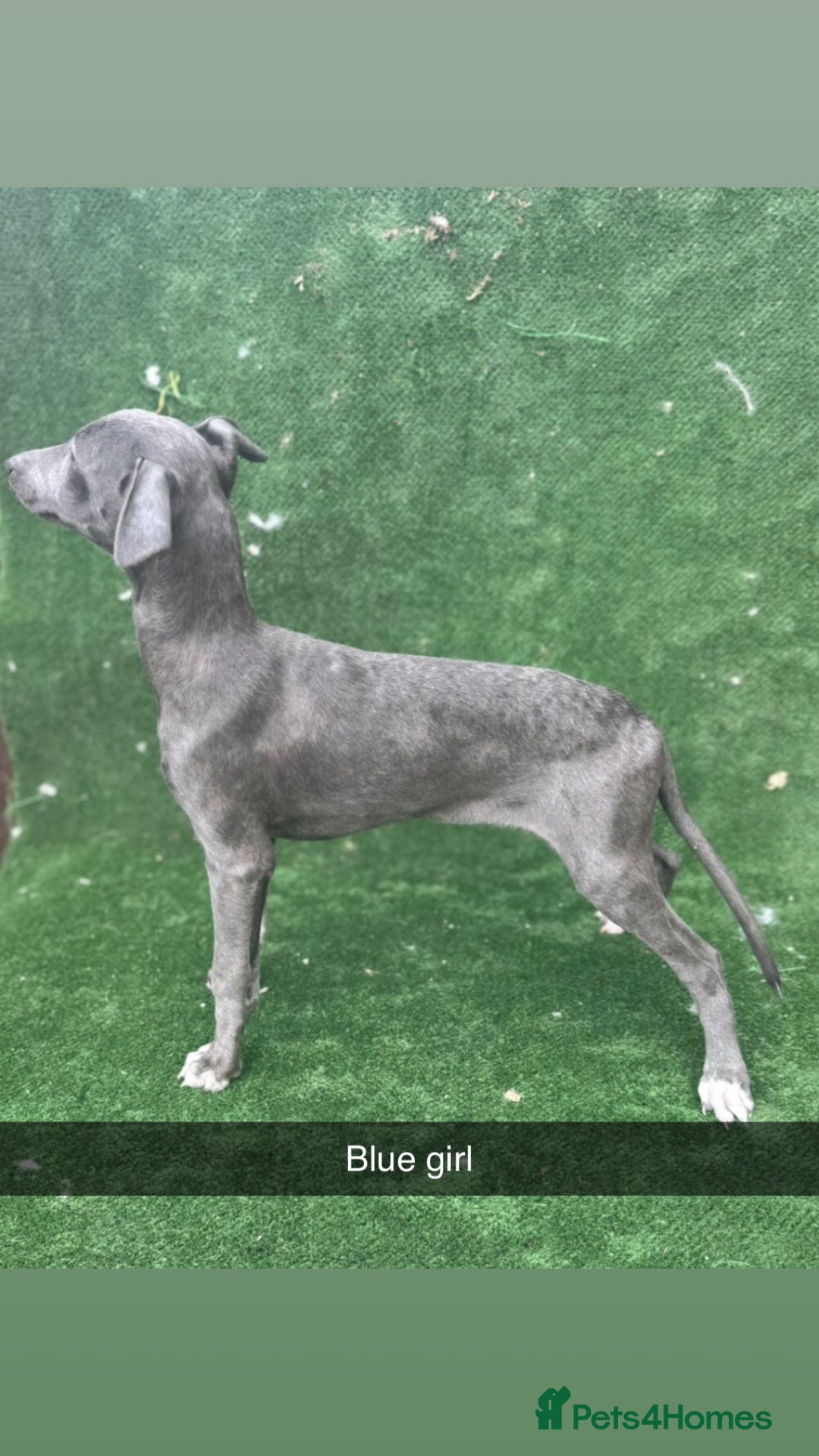 Whippet dogs for sale: Top quality whippet puppies - Image 6
