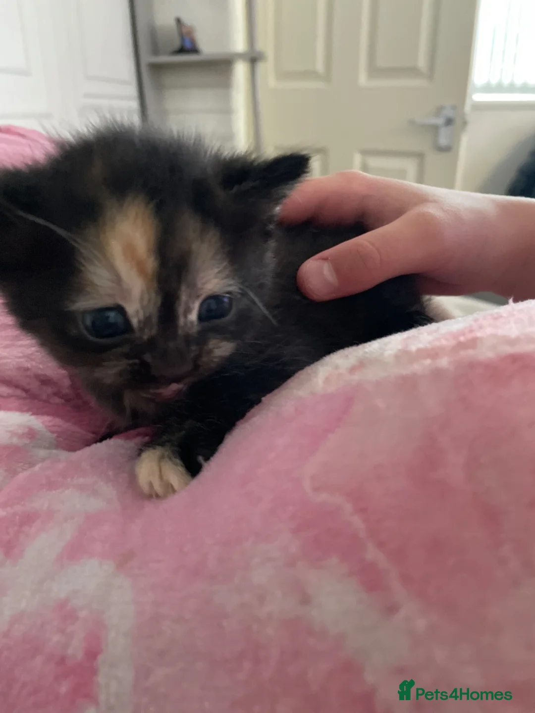 Mixed Breed cats for sale: mixed breed  in Birmingham - Advert 2
