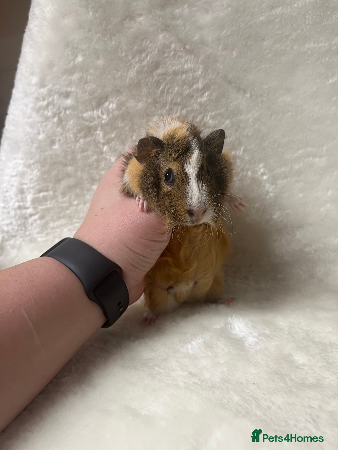 Guinea Pig rodents for sale: Beautiful well handled guinea pig babies - Advert 2