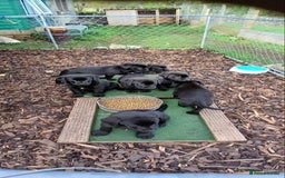 Mixed Breed dogs for sale: Labrador x bullmastiff  - Image 3