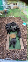 Mixed Breed dogs - Advert 16