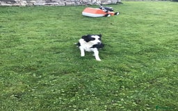 Border Collie dogs for sale: Border collie pups for sale - Image 8