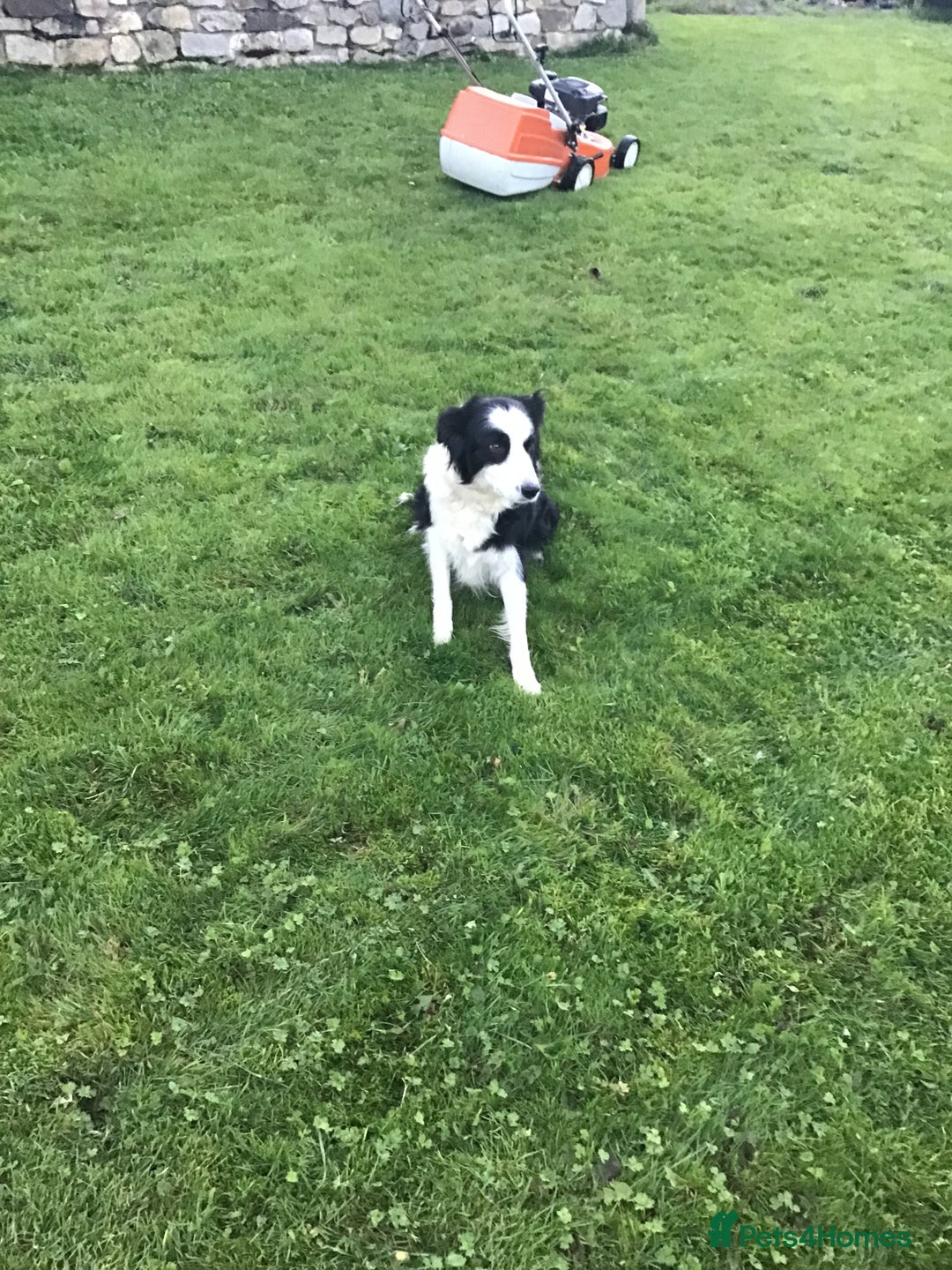 Border Collie dogs for sale: Border collie pups for sale - Image 8