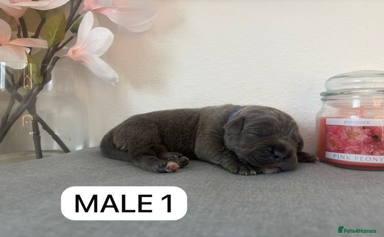 Mixed Breed dogs - Advert 2