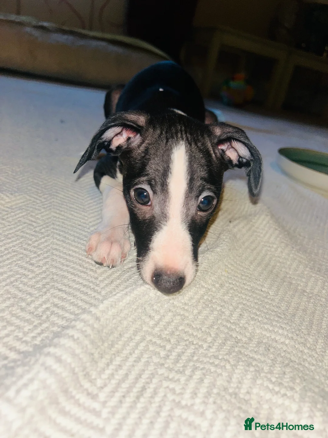 Italian Greyhound dogs for sale: 2 beautiful boy Iggys looking for their new home - Advert 29