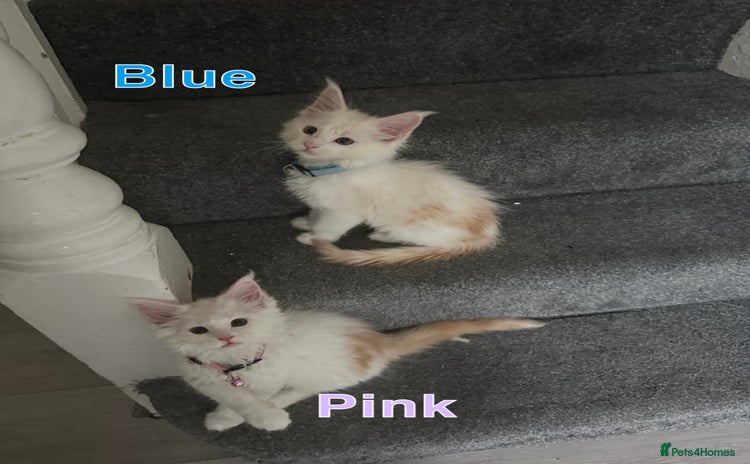 Maine Coon cats - Advert 10
