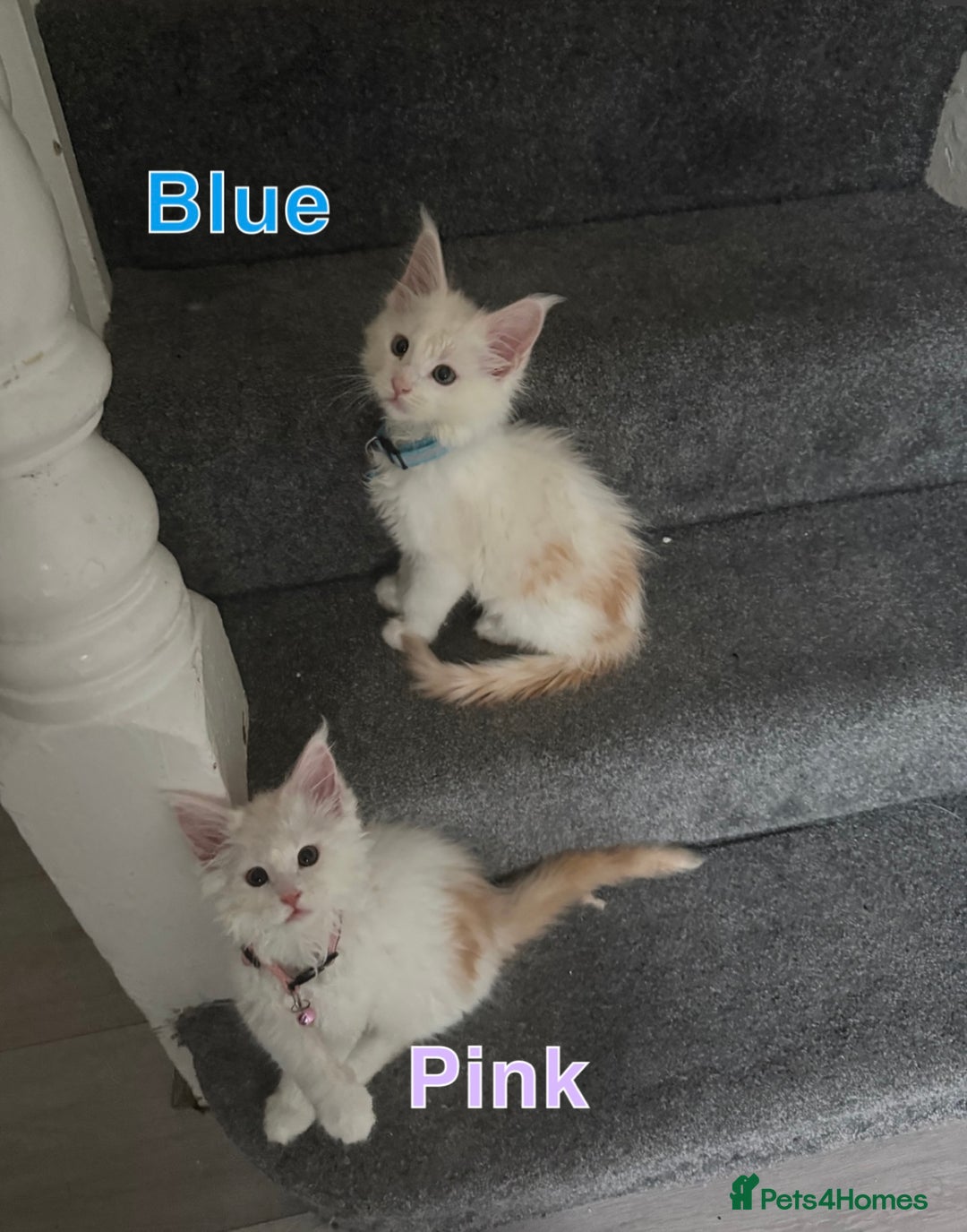Maine Coon cats for sale: Gorgeous full breed Maine Coon kittens - Image 1