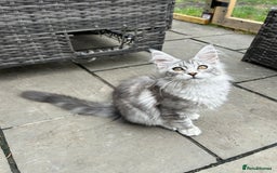 Maine Coon cats for sale: Pedigree TICA Reg Mine coon kittens  - Image 16