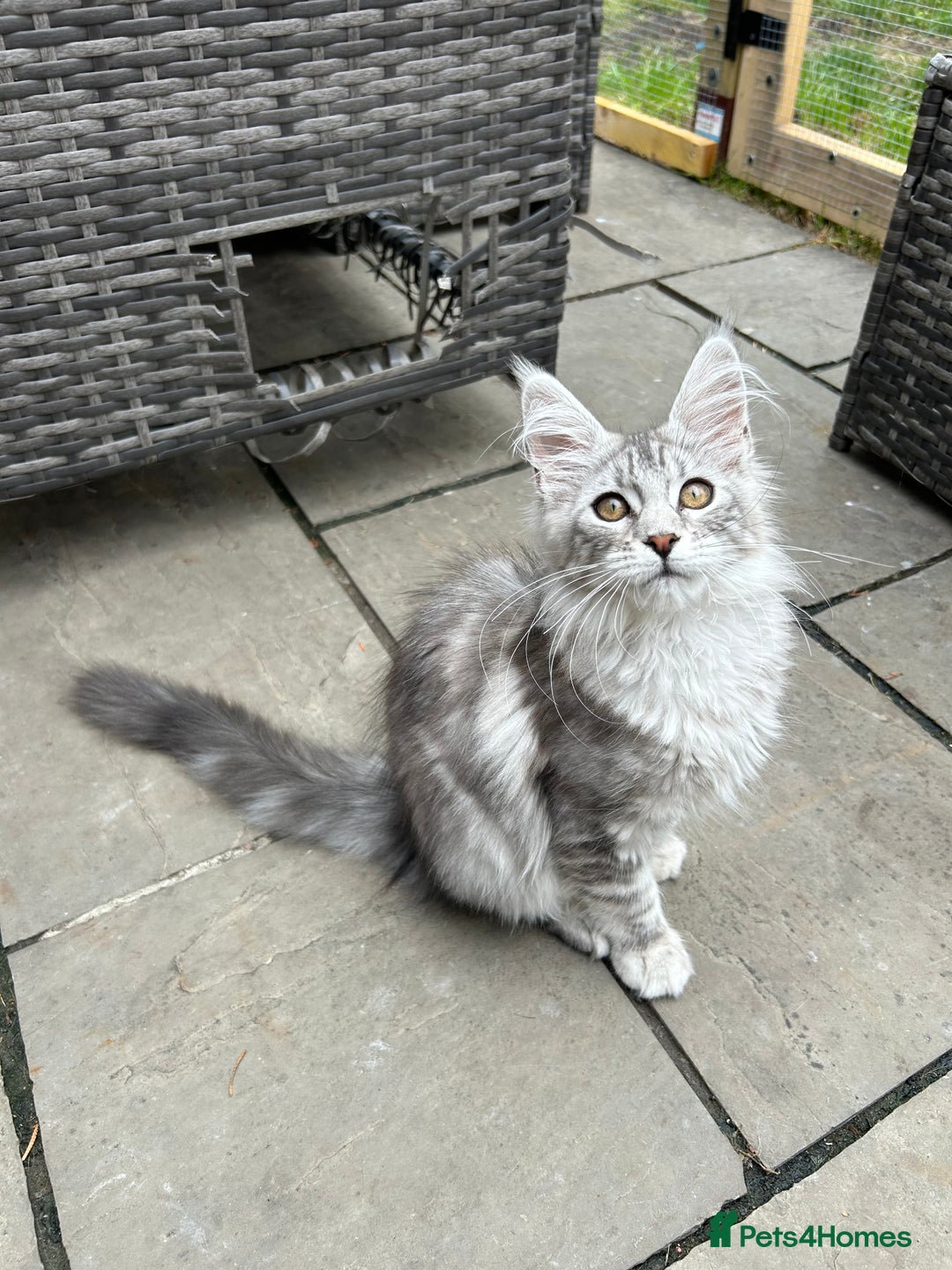 Maine Coon cats for sale: Pedigree TICA Reg Mine coon kittens  - Image 16