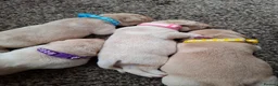 Labrador Retriever dogs for sale: 4 beautiful labrador puppies 1 dog ,3 bitches - Advert 24